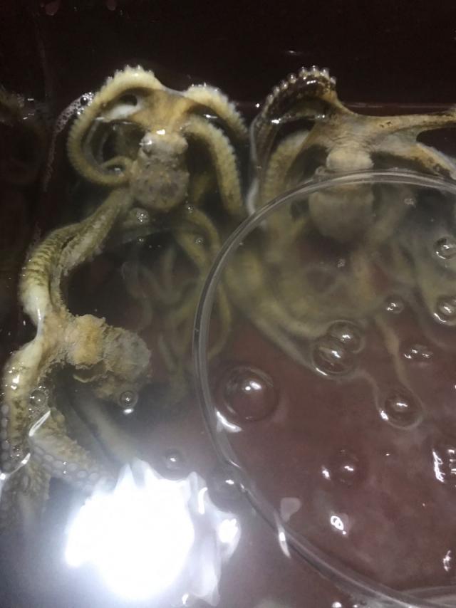 octopus for sale